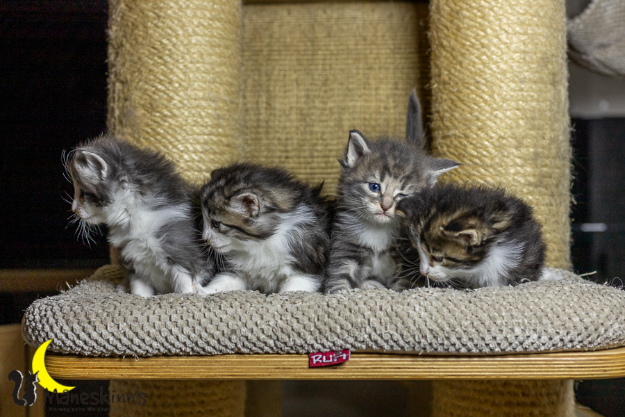 Wurf K (27 Tage alt)