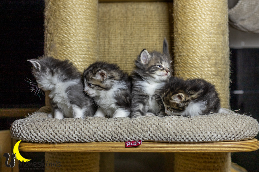 Wurf K (27 Tage alt)