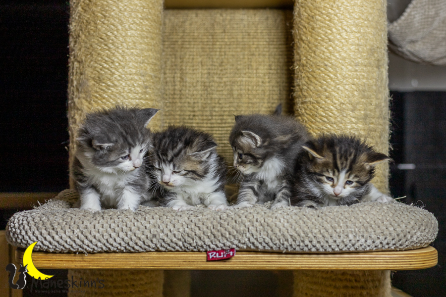 Wurf K (27 Tage alt)