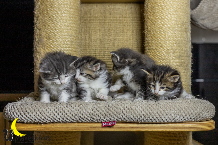 Wurf K (27 Tage alt)