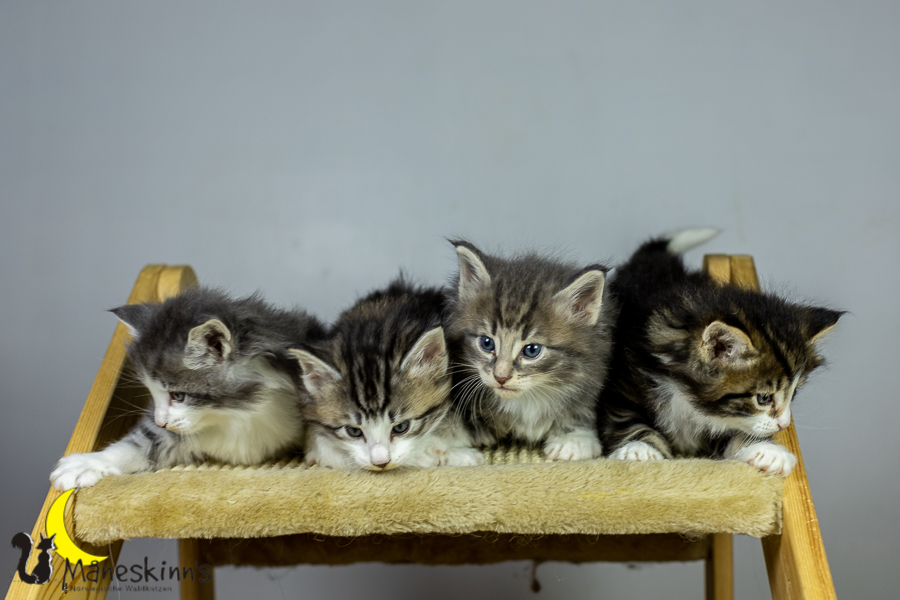 Wurf K (34 Tage alt)