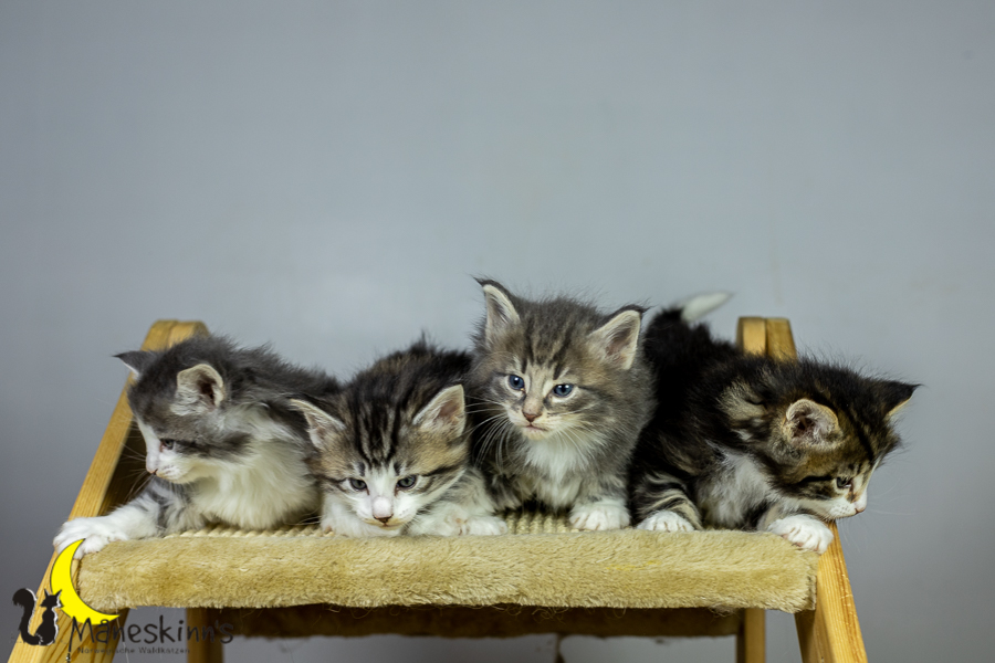 Wurf K (34 Tage alt)