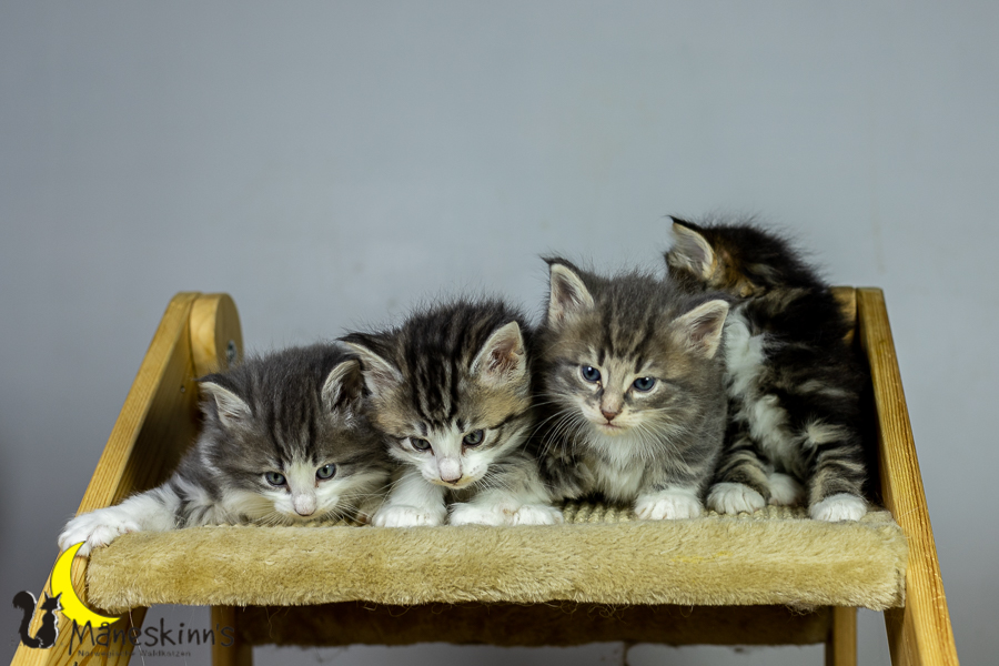 Wurf K (34 Tage alt)