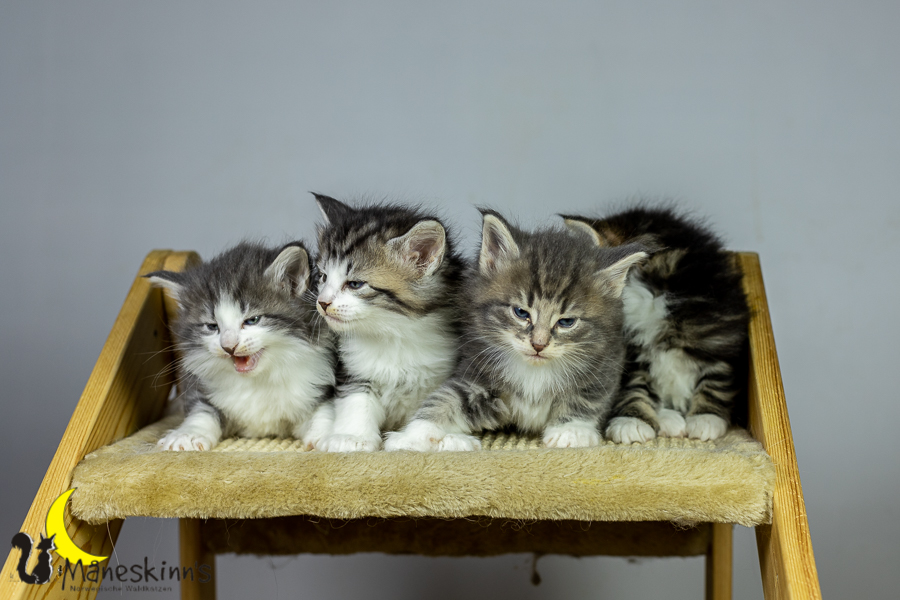 Wurf K (34 Tage alt)