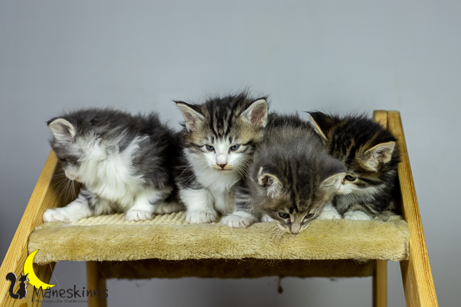 Wurf K (34 Tage alt)