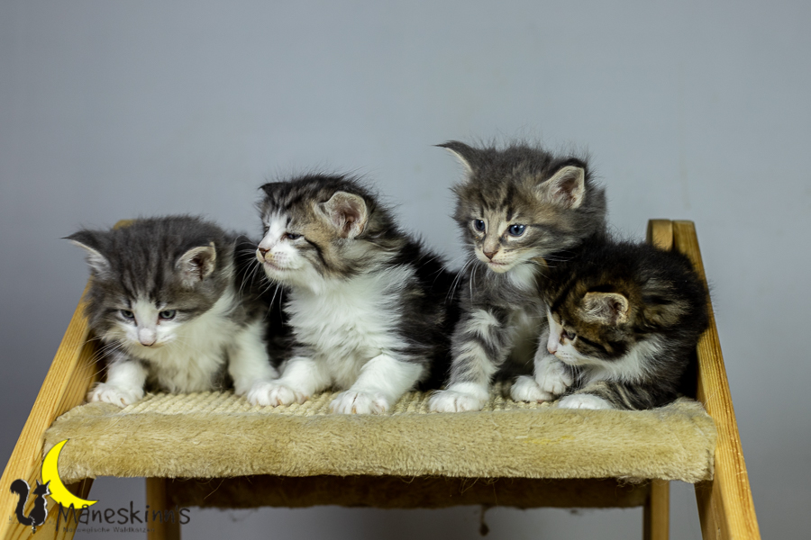 Wurf K (34 Tage alt)