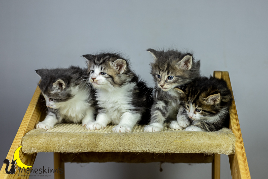 Wurf K (34 Tage alt)