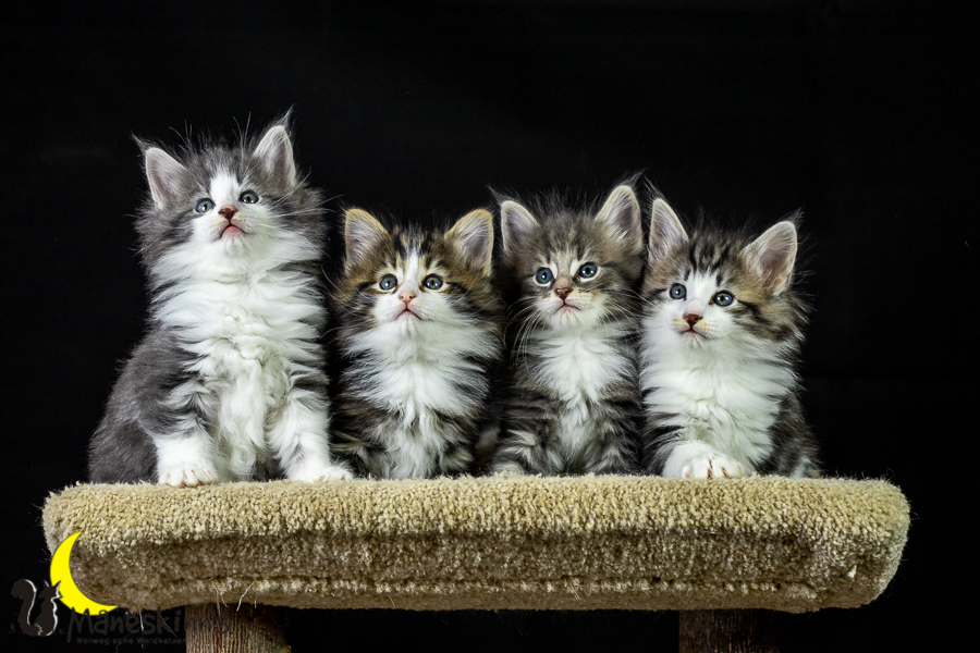 Wurf K (41 Tage alt)