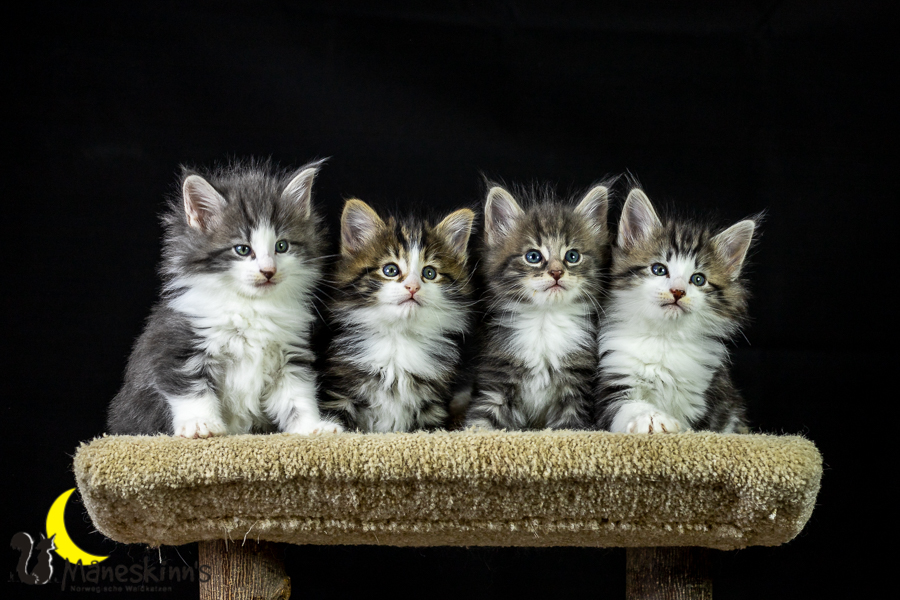 Wurf K (41 Tage alt)