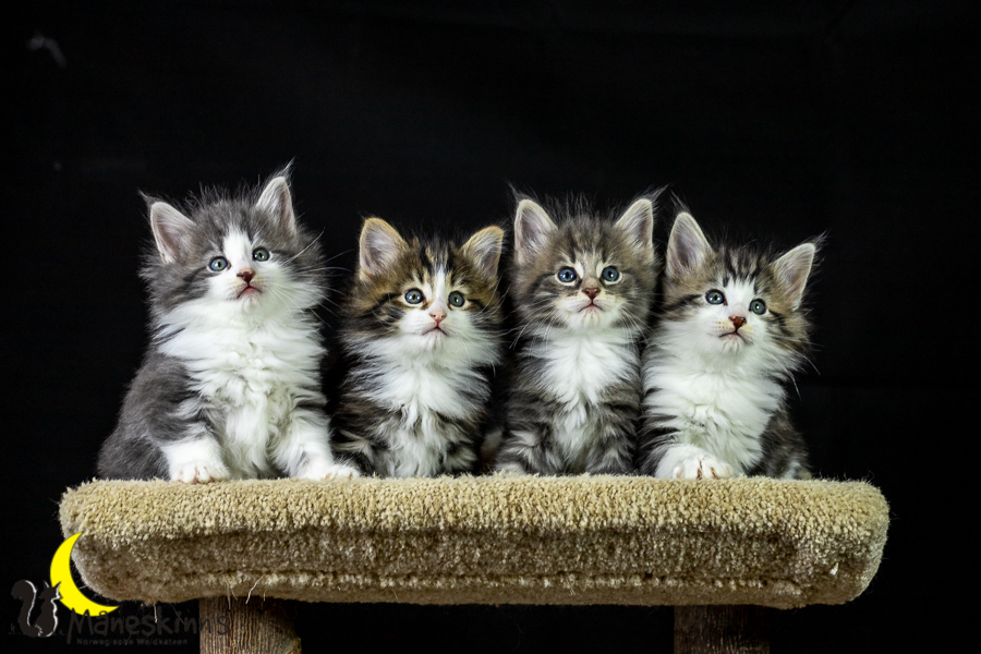 Wurf K (41 Tage alt)