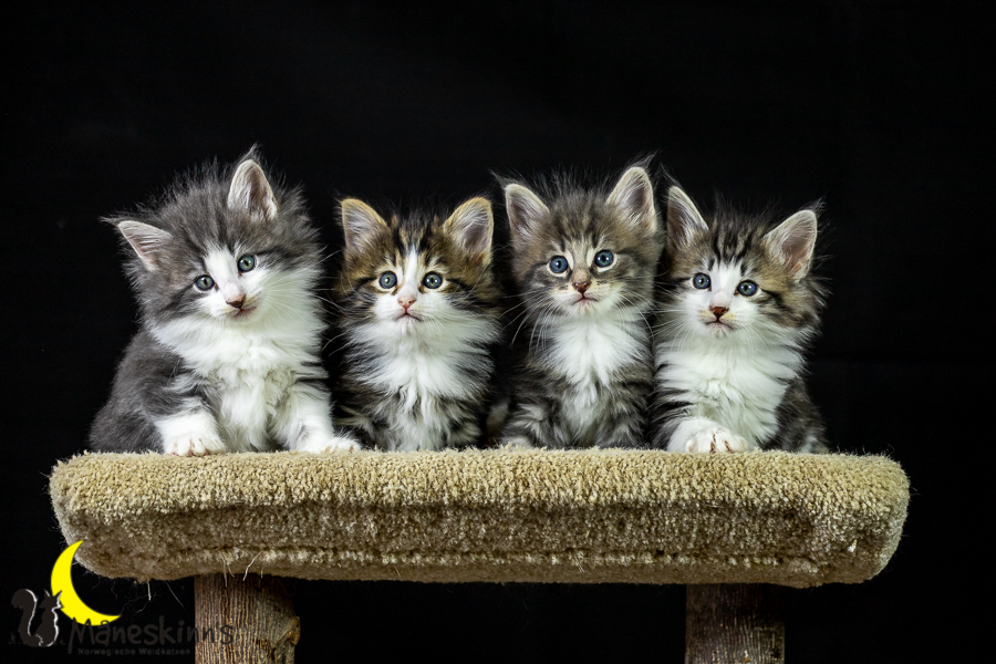 Wurf K (41 Tage alt)