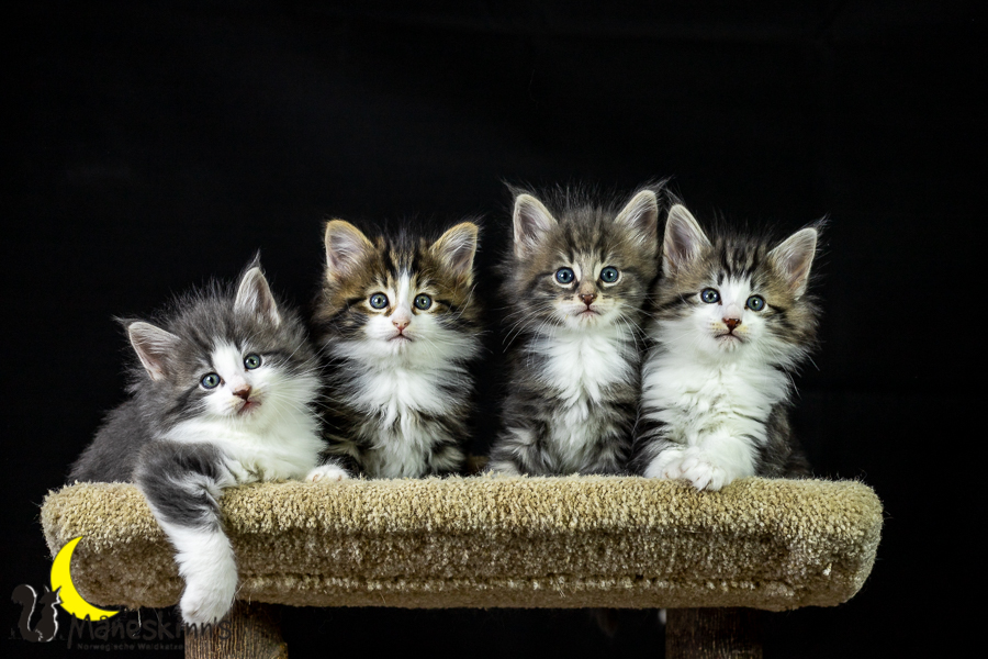 Wurf K (41 Tage alt)