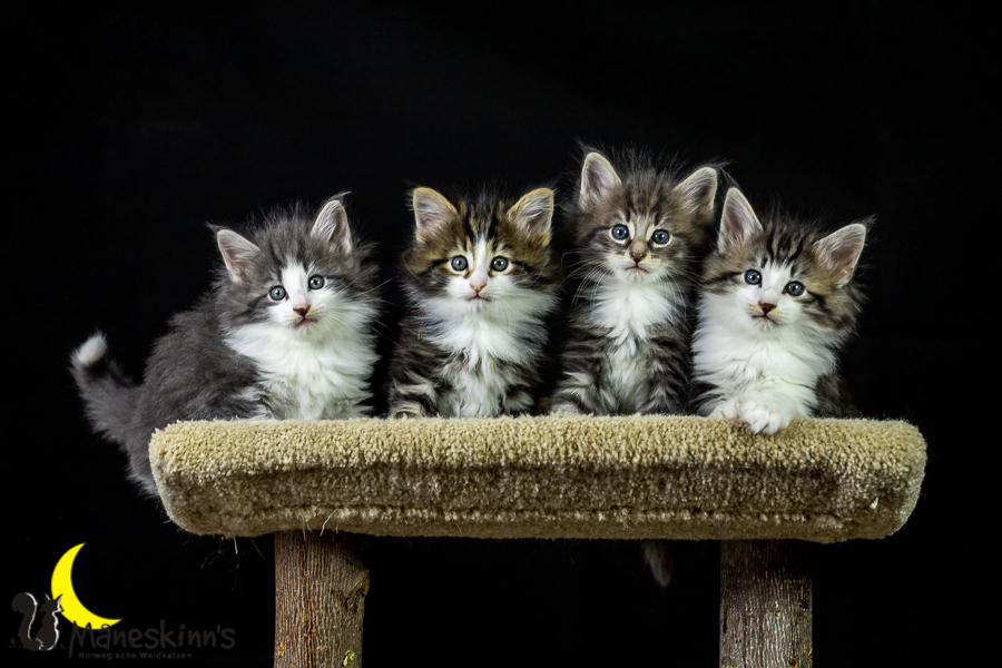 Wurf K (41 Tage alt)