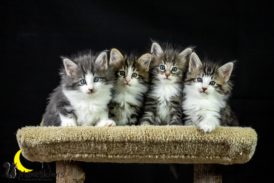 Wurf K (41 Tage alt)