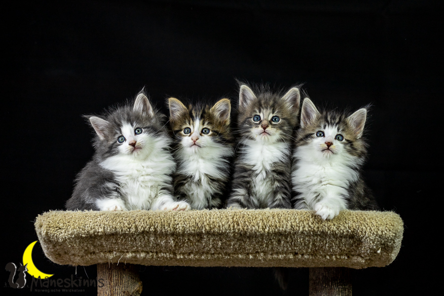 Wurf K (41 Tage alt)