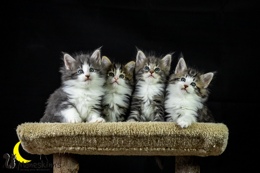 Wurf K (41 Tage alt)