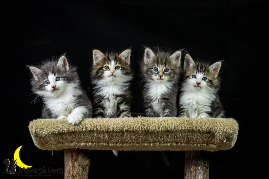 Wurf K (41 Tage alt)