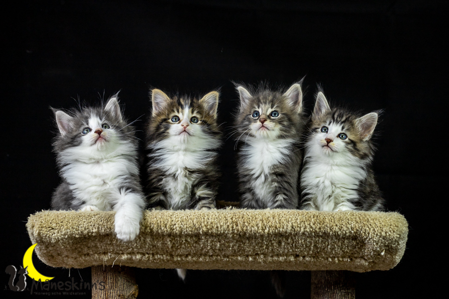 Wurf K (41 Tage alt)