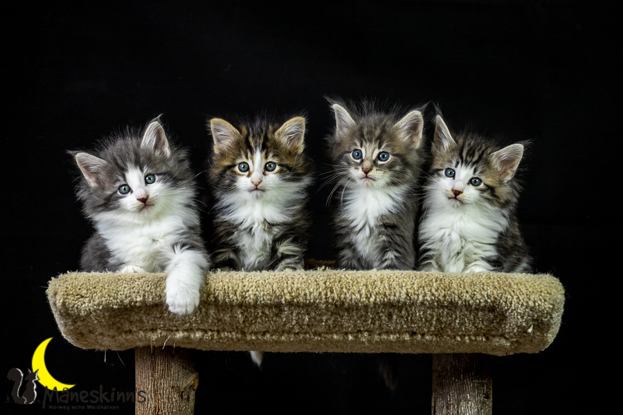 Wurf K (41 Tage alt)