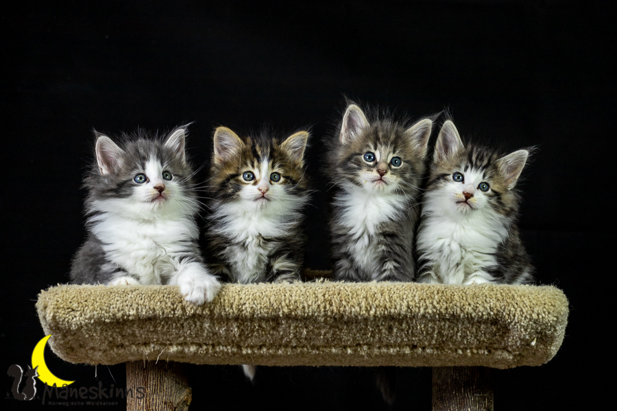 Wurf K (41 Tage alt)