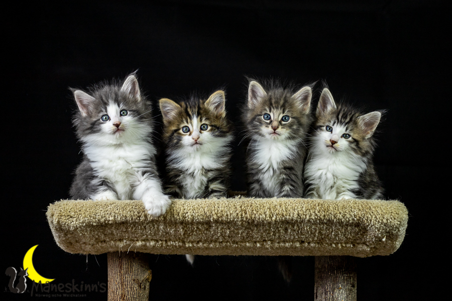 Wurf K (41 Tage alt)