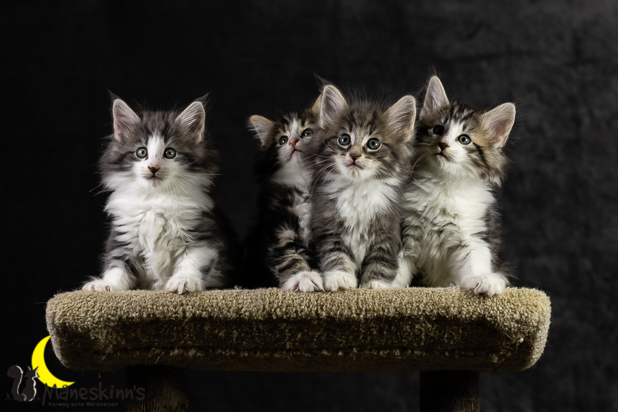 Wurf K (49 Tage alt)