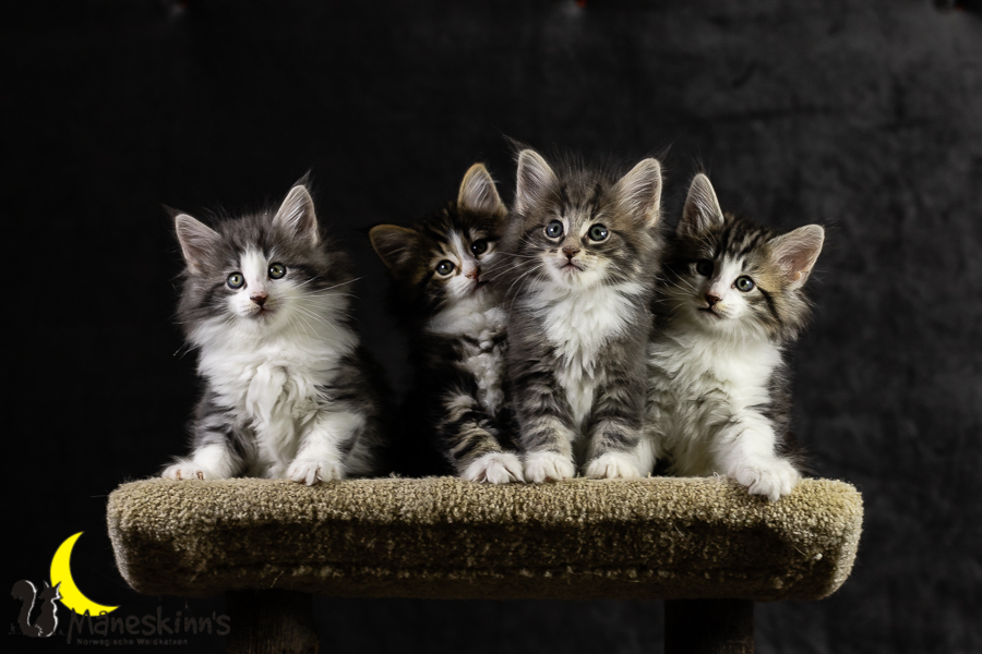 Wurf K (49 Tage alt)