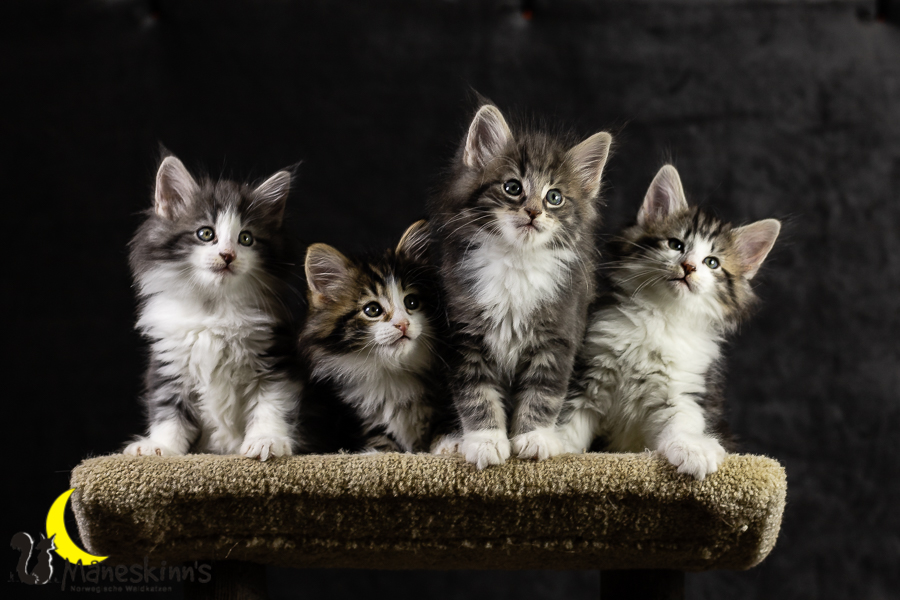 Wurf K (49 Tage alt)