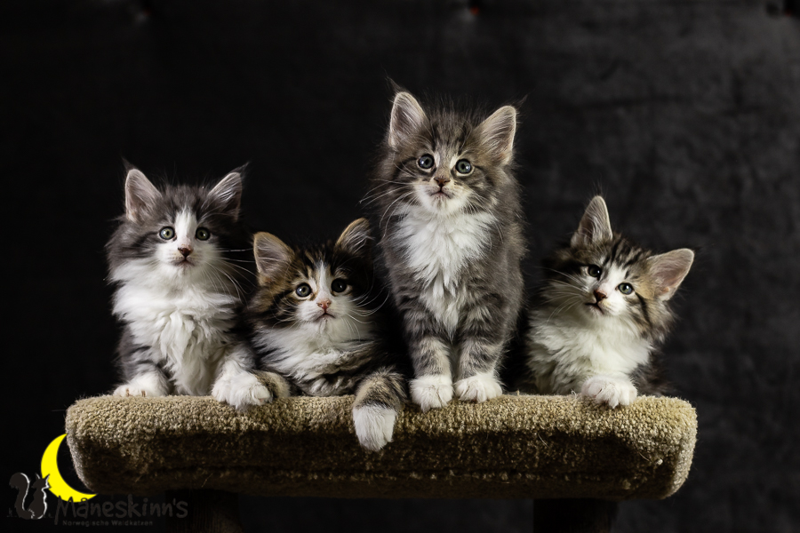 Wurf K (49 Tage alt)