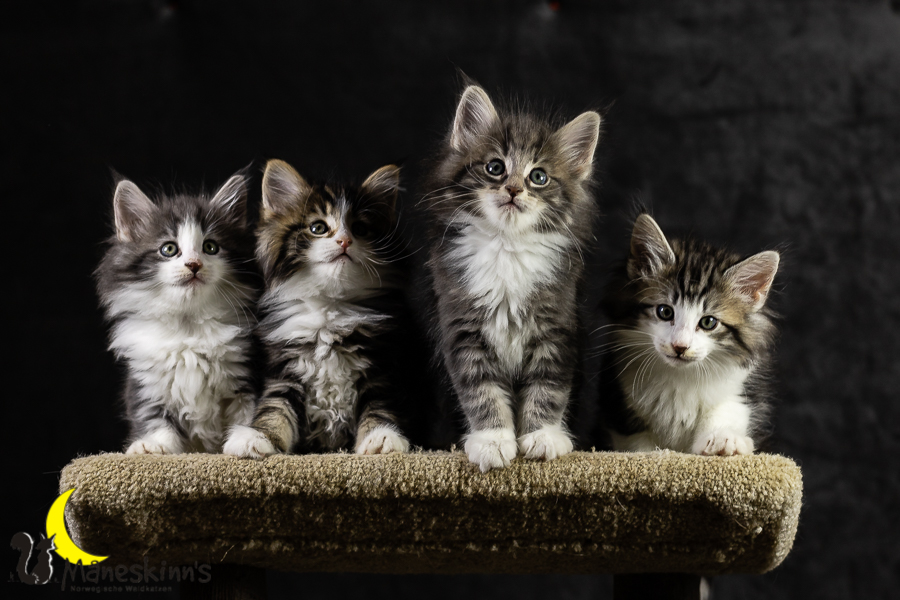 Wurf K (49 Tage alt)