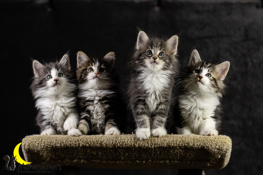 Wurf K (49 Tage alt)