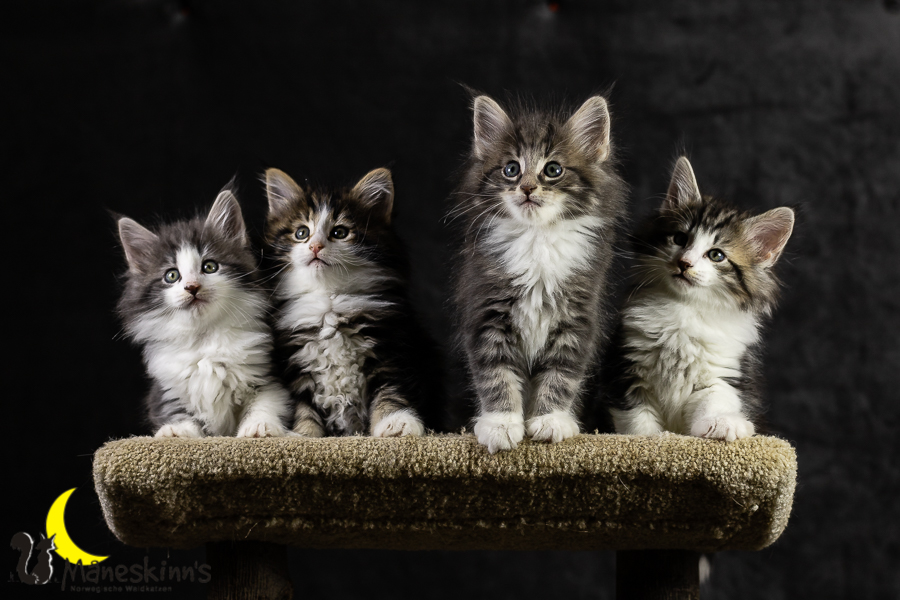 Wurf K (49 Tage alt)