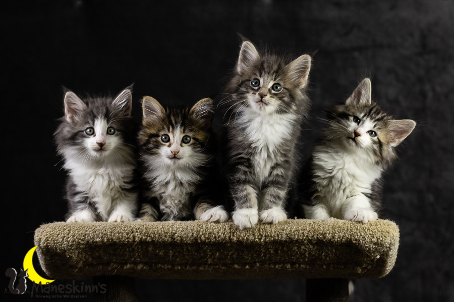 Wurf K (49 Tage alt)