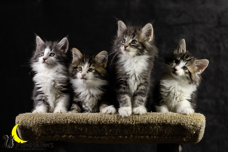 Wurf K (49 Tage alt)