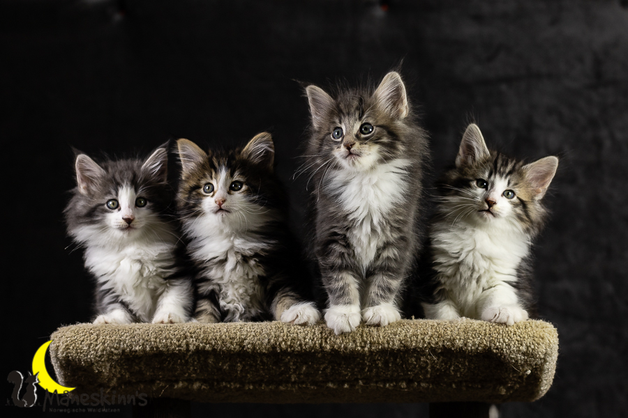 Wurf K (49 Tage alt)