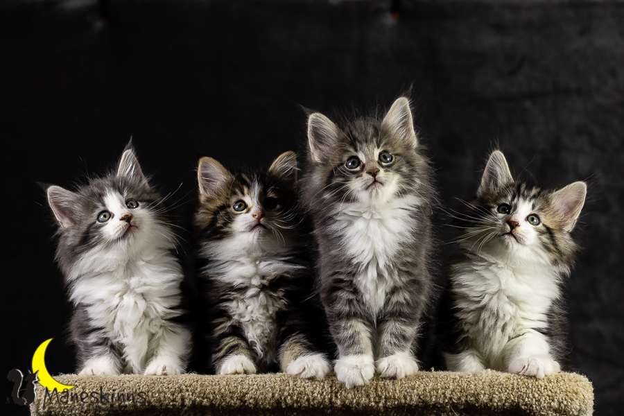 Wurf K (49 Tage alt)