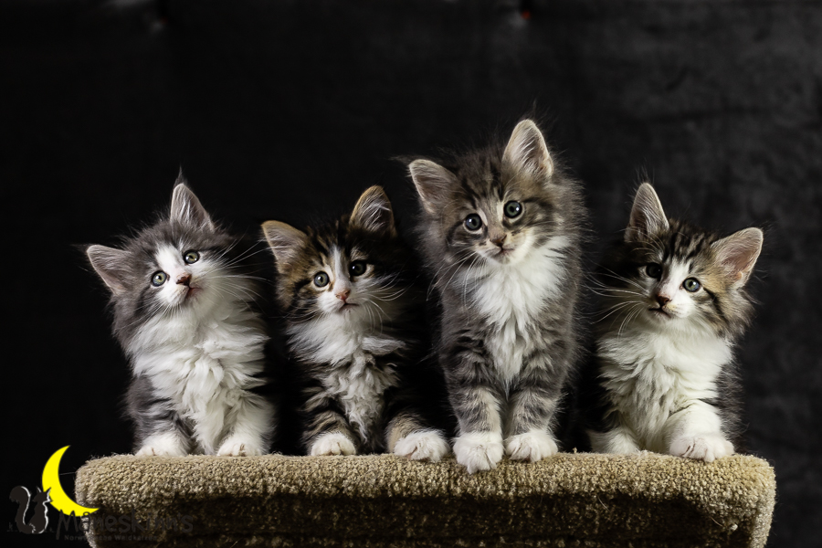 Wurf K (49 Tage alt)