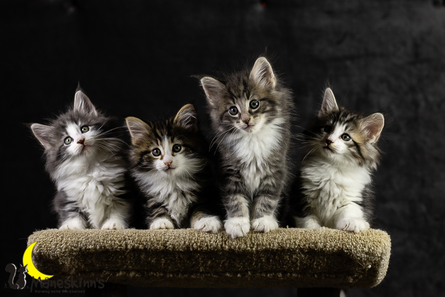 Wurf K (49 Tage alt)