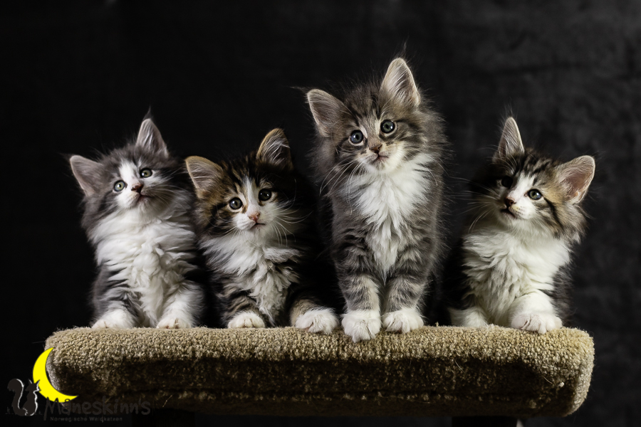 Wurf K (49 Tage alt)