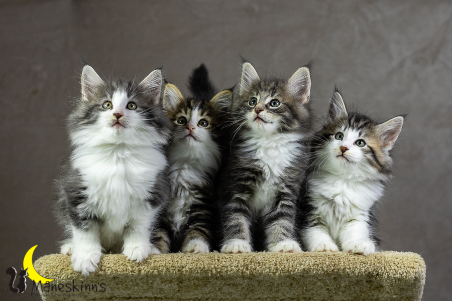 Wurf K (55 Tage alt)