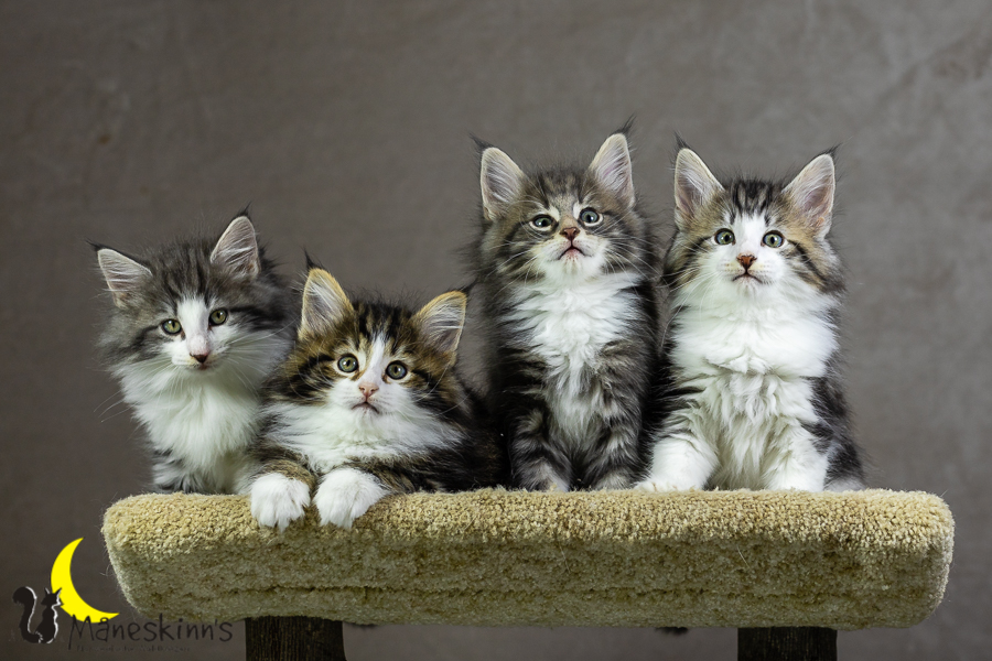 Wurf K (55 Tage alt)