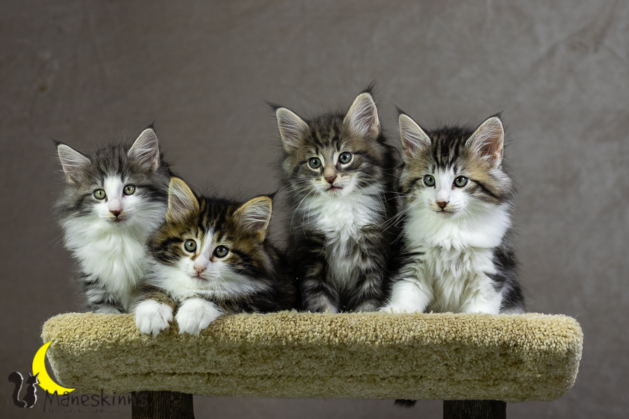 Wurf K (55 Tage alt)