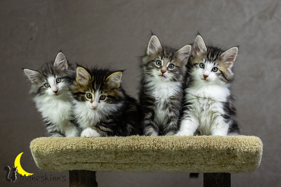 Wurf K (55 Tage alt)