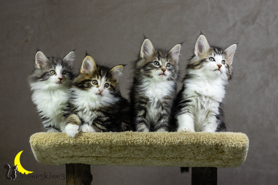 Wurf K (55 Tage alt)