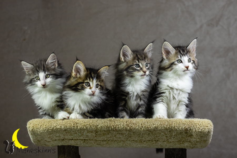 Wurf K (55 Tage alt)