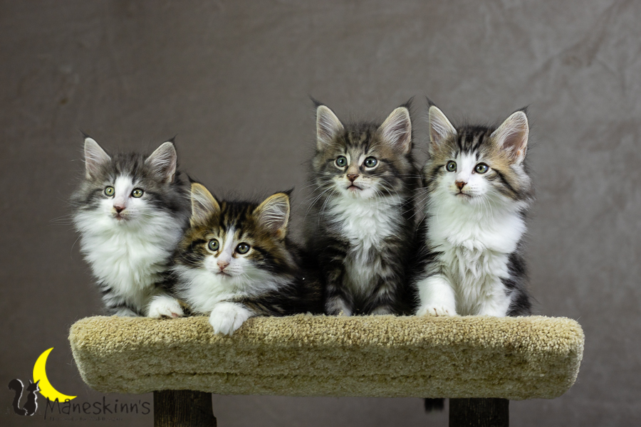 Wurf K (55 Tage alt)