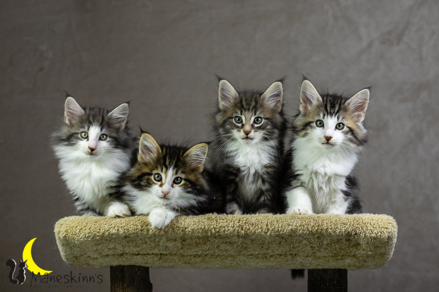 Wurf K (55 Tage alt)