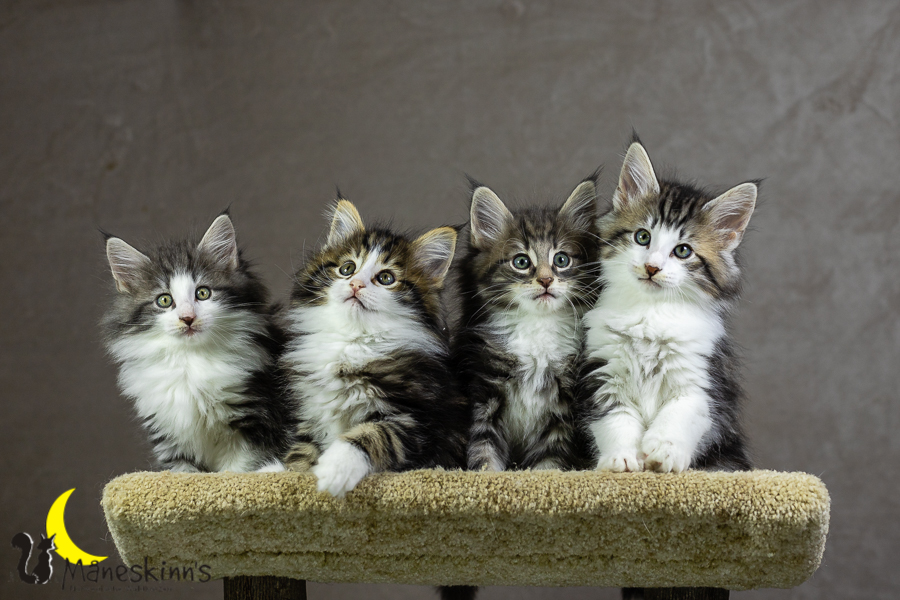 Wurf K (55 Tage alt)