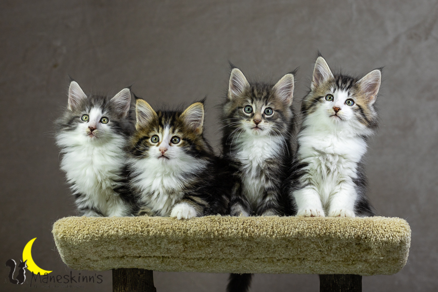 Wurf K (55 Tage alt)