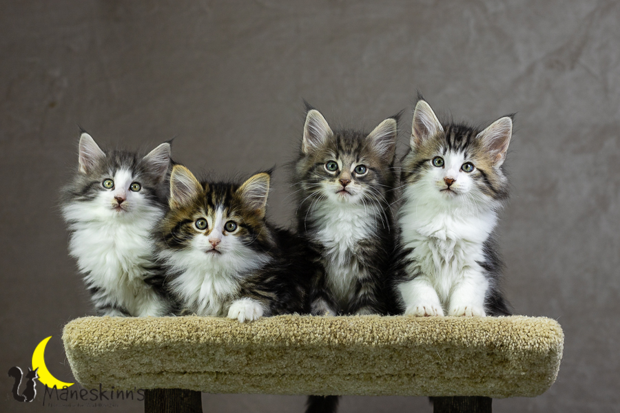 Wurf K (55 Tage alt)